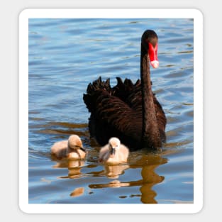 Swan Family Sticker